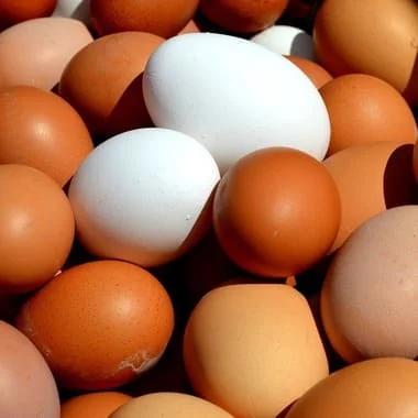 oeuf blanc ou brun musculation