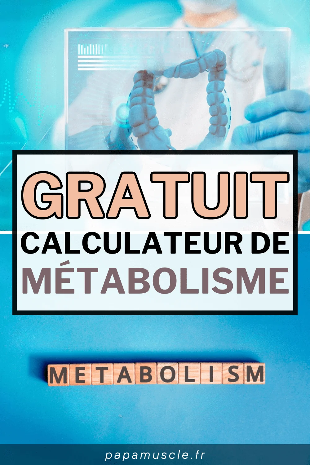calculateur métabolisme gratuit