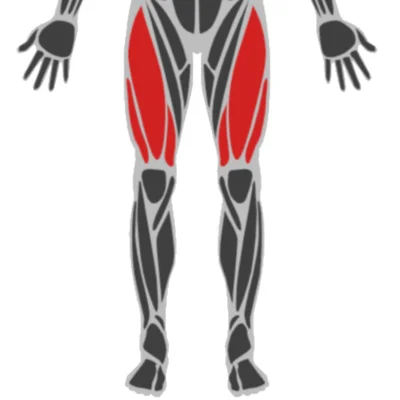 quadriceps