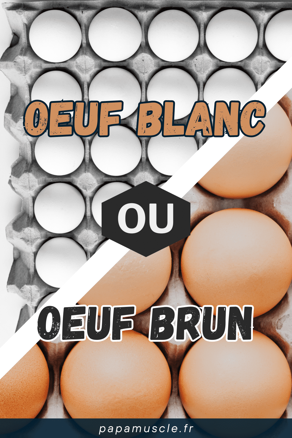 oeuf blanc ou brun