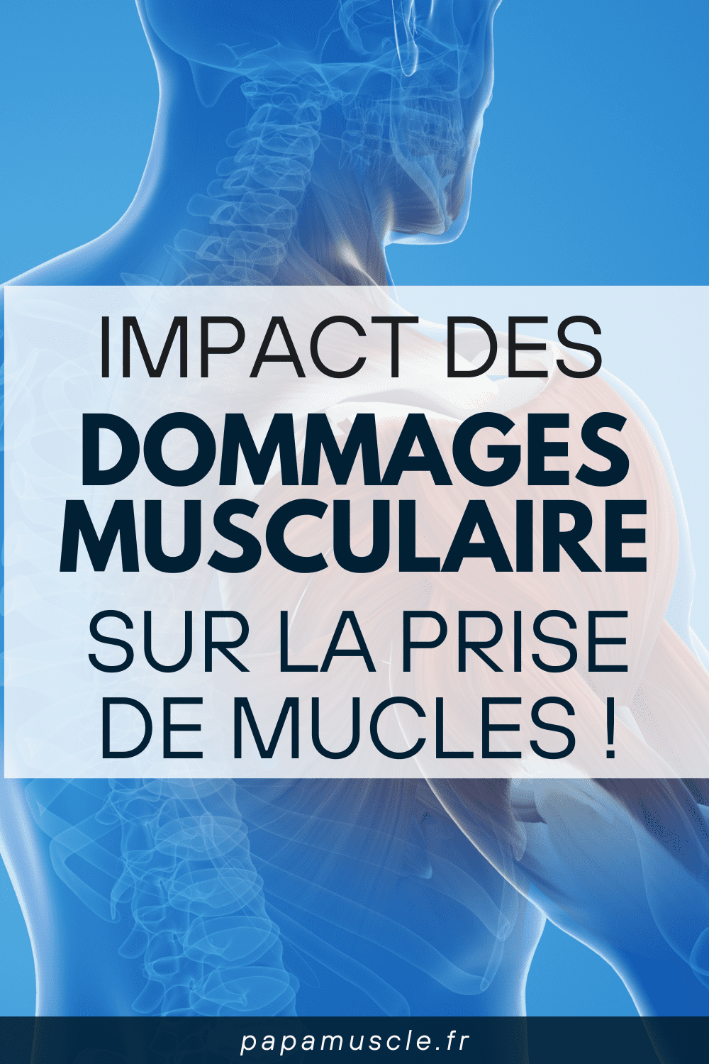 dommage musculaire hypertrophie